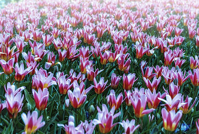 Close-up of purple crocus flowers on field