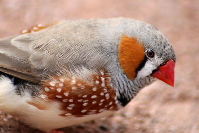 Close-up of a bird