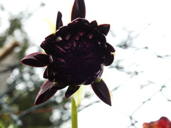 Close-up of red flowering plant against sky