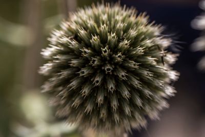 Close-up of thistle