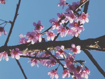 Low angle view of cherry blossoms against sky