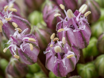 Close-up of purple flowering plant