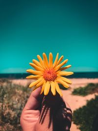 Close-up of hand holding yellow flower