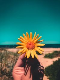 Close-up of hand holding yellow flower at beach