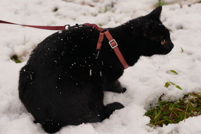 Black dog on snow covered land