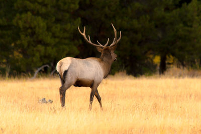 Deer standing on field