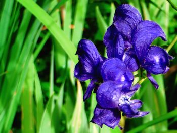 Close-up of purple flowers blooming outdoors