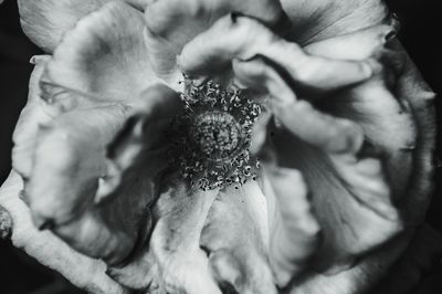 Close-up of hands holding flower