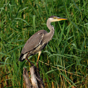 Bird perching on grass