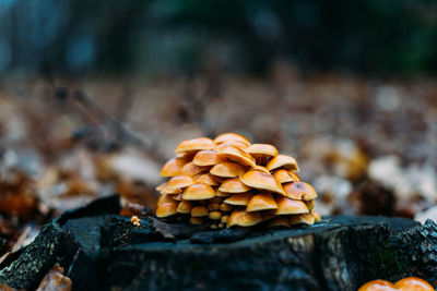 Close-up of mushroom growing on tree in forest