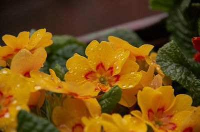 Close-up of wet yellow flowering plant