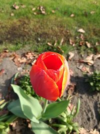 Close-up of red flower on field