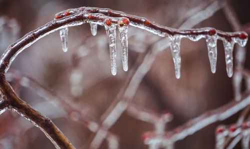 Close-up of icicles on branch