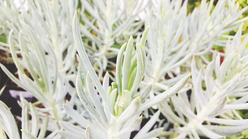 Full frame shot of white flowering plants