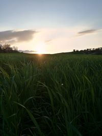 Close-up of wheat field against sky