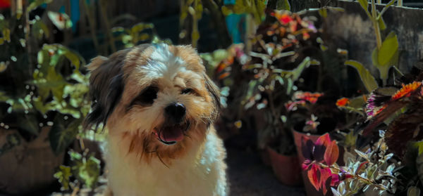Portrait of dog with flowers