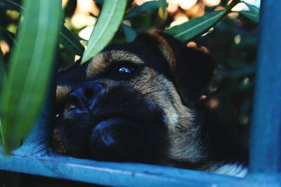 Close-up of dog