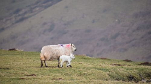 Sheep grazing in a field