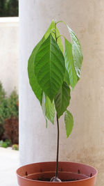 Close-up of potted plant against wall