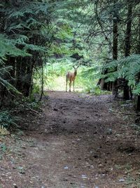 Horse in forest