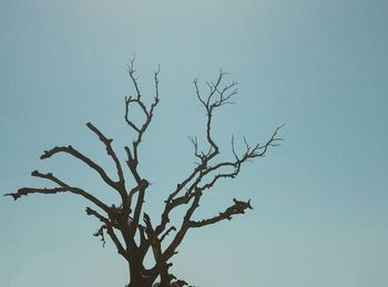 Low angle view of bare tree against clear sky