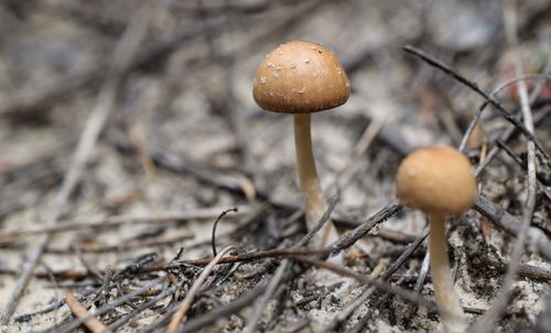 Close-up of mushroom growing in field