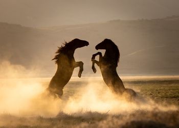 Mustangs battling at sunrise