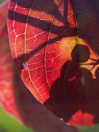 Close-up of red maple leaf on tree