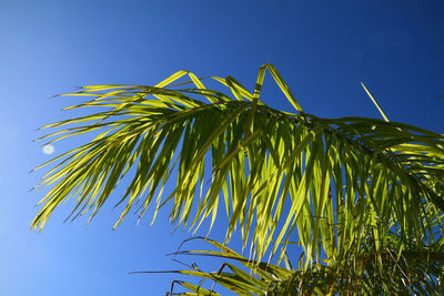 Low angle view of palm tree against blue sky