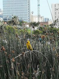 Bird perching on a plant