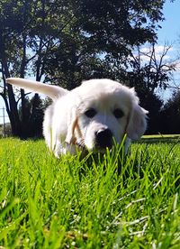 Close-up of dog on grass