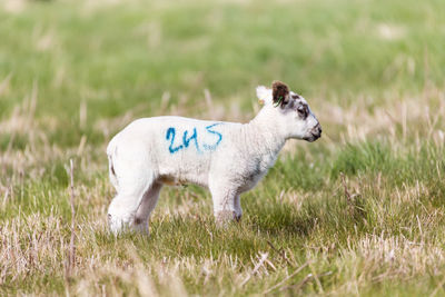 Sheep standing in a field