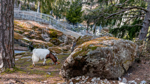 View of a horse on rock