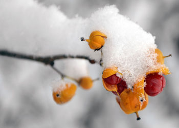 Close-up of orange fruit on snow