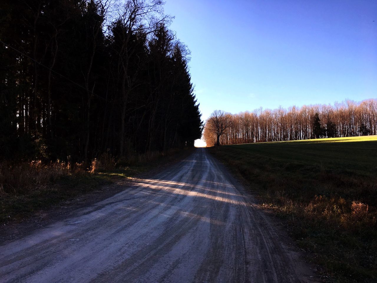 tree, road, the way forward, transportation, no people, nature, outdoors, sky, beauty in nature, day