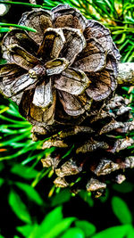 Close-up of leaves