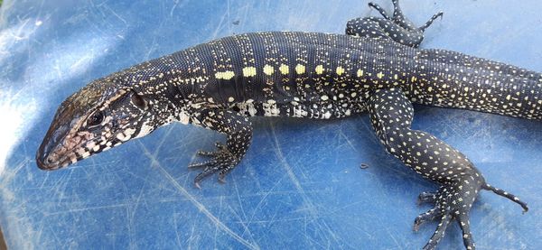 High angle view of crocodile in water