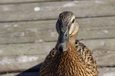 Close-up of bird