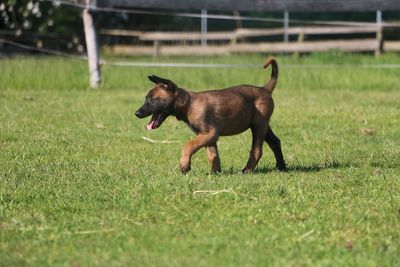 Dog running on field