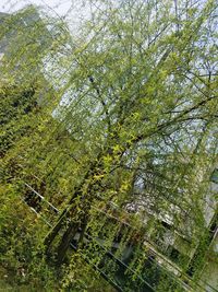 Low angle view of trees in forest against sky