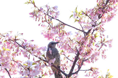 Low angle view of cherry blossoms on tree