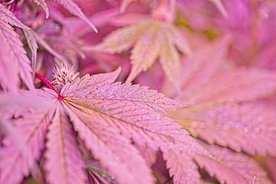 Close-up of pink leaves on plant