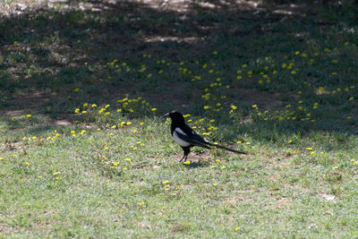 High angle view of bird perching on a field