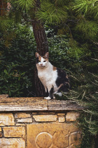 Cat in the garden