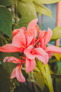 Close-up of pink flowering plant