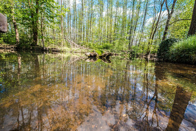 Reflection of trees in lake