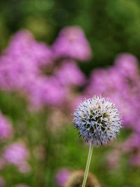 Close-up of purple dandelion flower