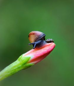 Close-up of insect on flower