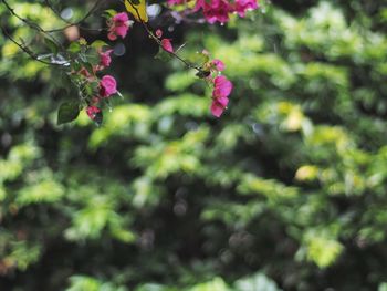 Close-up of pink flowering plant