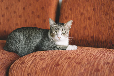 Close-up portrait of cat